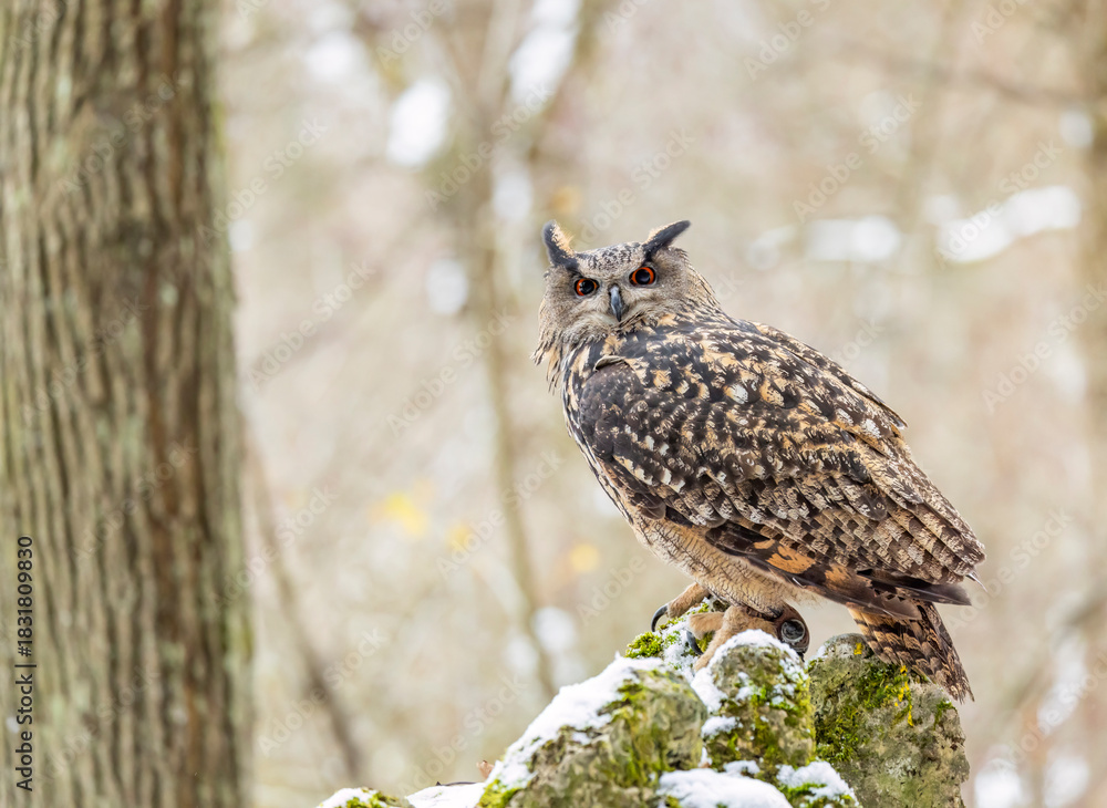 Fototapeta premium Eurasian eagle owl perching in winter forest
