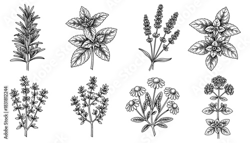 Detailed botanical sketches of aromatic herb plants for natural design