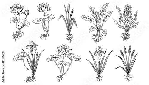 Detailed botanical line art collection of aquatic plants with roots