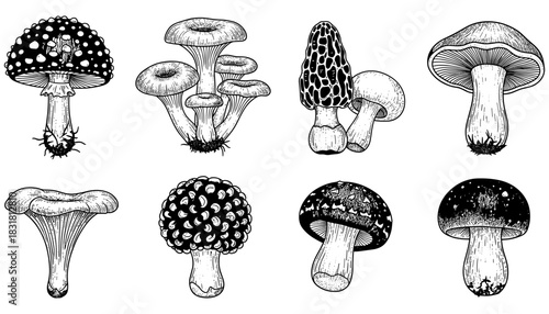 Variety of mushrooms in detailed pen sketch style perfect for nature and botanical designs