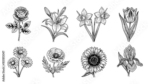 Collection of detailed black and white botanical floral drawings