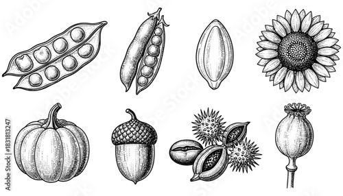 Vintage style hand drawn botanical seeds and pods collection