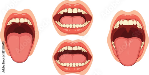 Anatomical illustration displaying three views of an open human mouth with teeth
