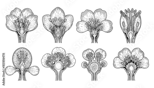 Detailed botanical flower cross-sections in classic engraving style