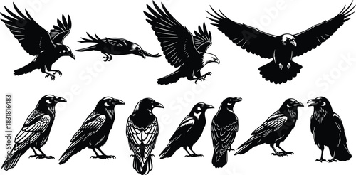 lack Vector Silhouettes Set of Majestic Ravens, Crows, and Soaring Eagles, Illustrating Various Flying, Perching, and Standing Poses, Ideal for Logo Design, Mythology, and Vintage Graphics, Isolated