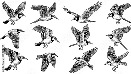 Monochrome bird patterns featuring dynamic flight poses in vintage engraving style