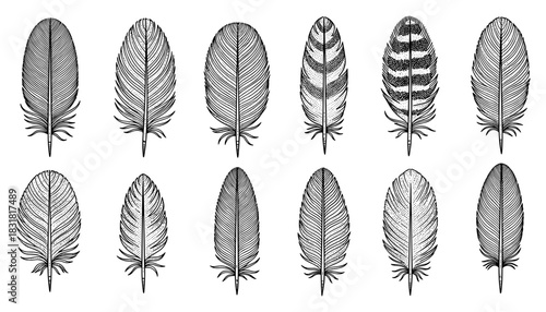 Detailed collection of hand-drawn feather designs in vintage style
