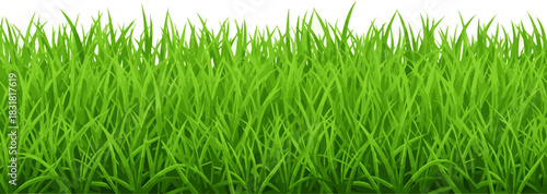 Isolated a bright green realistic seamless grass border Vector art with white background ..