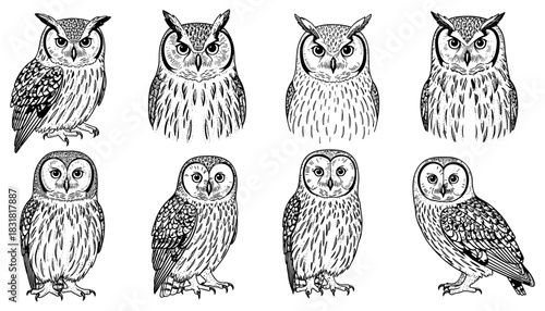 Intricate hand-drawn owl collection: variety of detailed black and white owl designs