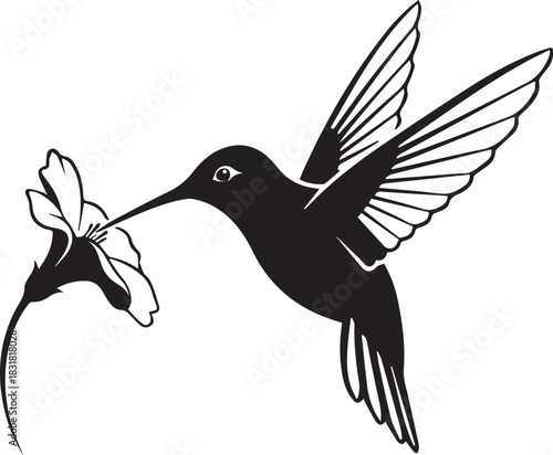 Hummingbird feeding on a flower vector illustration simple design