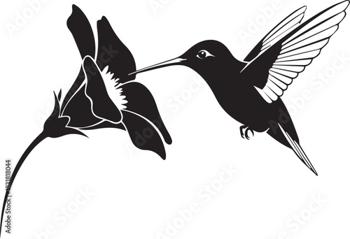 Hummingbird sipping nectar from flower graphic in black and white