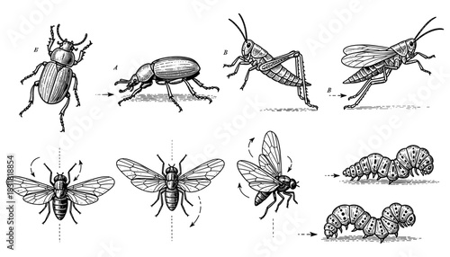 Detailed insect anatomy with beetle, grasshopper, and butterfly in vintage style
