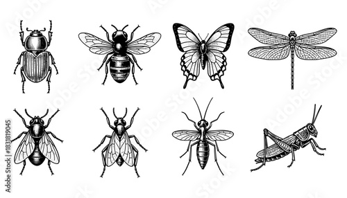 Intricate black and white insect designs featuring beetle, bee, butterfly, and dragonfly