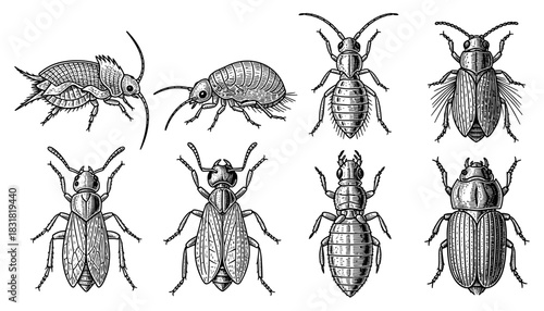 Intricate engravings of various insects showcasing detailed anatomical features