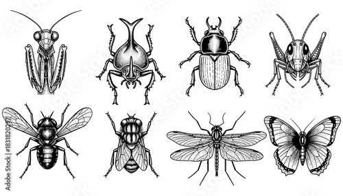 Detailed insect collection featuring various bug designs