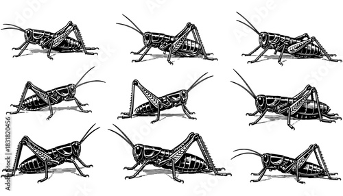 Detailed hand drawn grasshopper collection in black and white