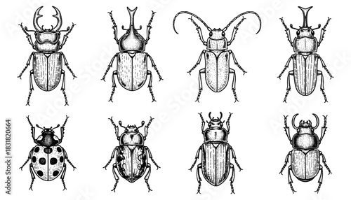 Detailed monochrome insects with engraved beetles and ladybug designs