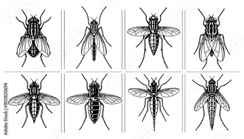 Detailed insect silhouettes: set of eight stylized bug line art designs