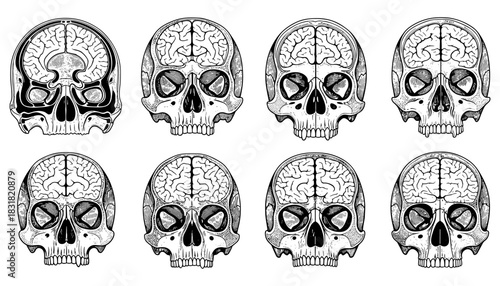 Intricate skull anatomy with brain in vintage black and white style