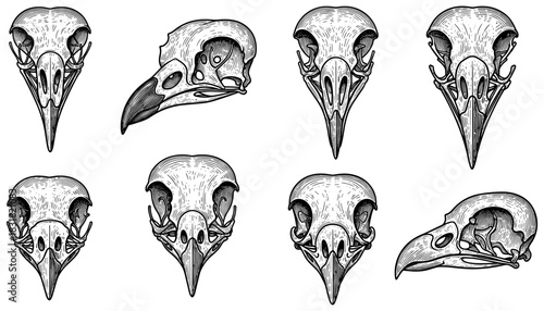 Detailed drawings of bird skulls in various angles and perspectives