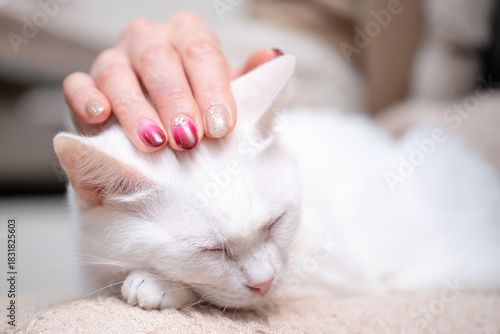白い猫を撫でるネイルの美しい女性の手