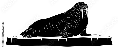 Black and White Silhouette of a Walrus on Ice Floe Wildlife Illustration