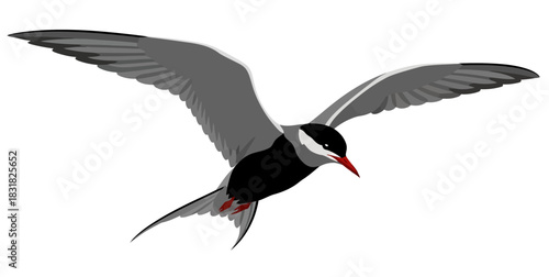 Elegant Animated Common Tern in Flight Isolated on White