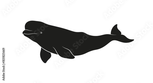 Beluga Whale Silhouette on White Background