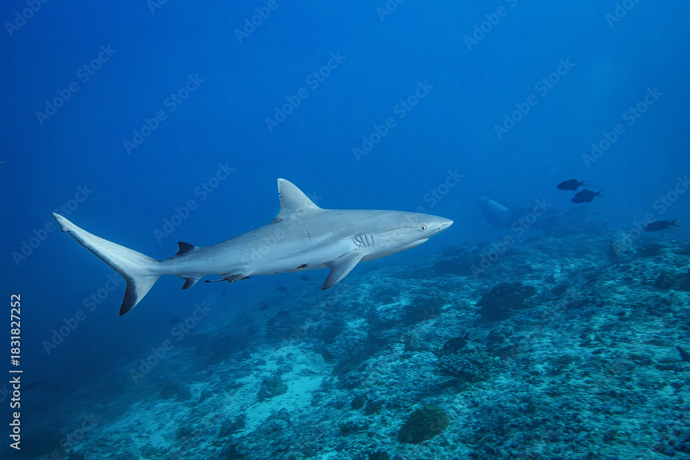 Fototapeta premium Grey Reef Shark (Carcharhinus Amblyrhynchos), Maldives, Indian Ocean