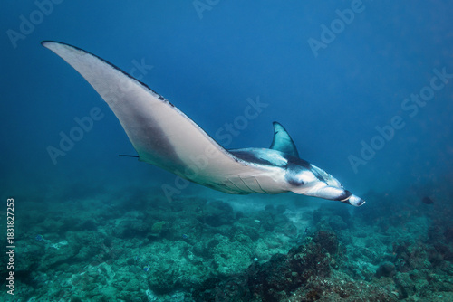 Reef Manta Ray (Mobula Alfredi), Maldives, Indian Ocean

