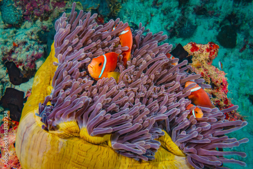 Maldive Anemonefish / Clownfish (Amphiprion Nigripes), Maldives, Indian Ocean