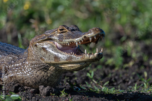 Yacare en su habitat en los esteros del ibera, corrientes, argentina