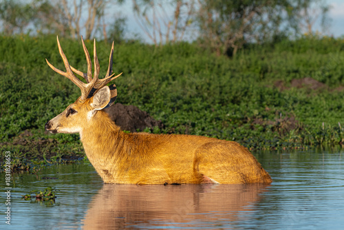 Ciervo de los pantanos descanzando sobre el agua en los estros del ibera. Corrientes, Argentina