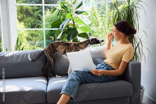 Home office with dog young woman having fun with her whippet puppy while working remotely