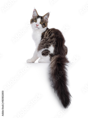 Maine Coon cat kitten sitting up backwards, with tail hanging down over edge. Looking straight to camera. Isolated on a white background