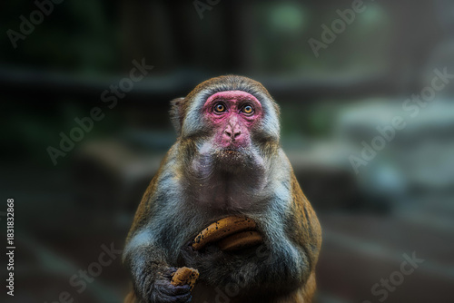 View of a thoughtful monkey with piercing yellow eyes holds a snack in its paws against a blurred, shaded backdrop, Zhangjiajie, Hunan, China.
