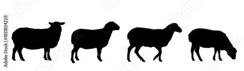 set of silhouettes of sheep	