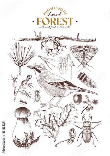 Forest ecosystem hand drawn vector poster