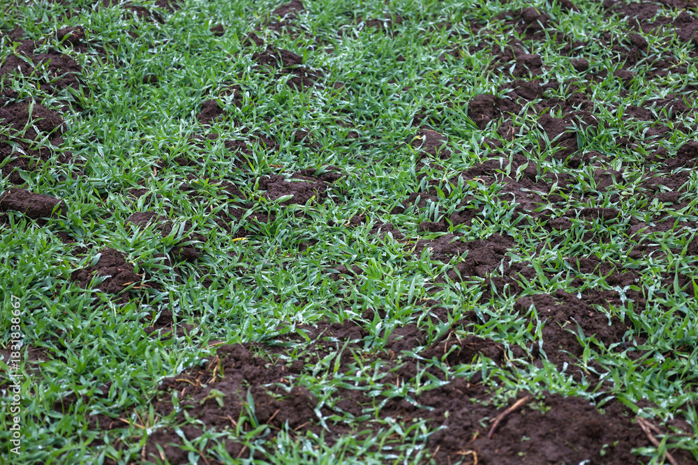 Obraz premium ​A panoramic shot showcasing a sown field with young green sprouts breaking through the dark clumps of moist, fertile soil.