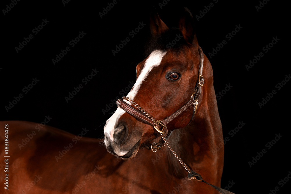 Obraz premium Horse, portraits, black, background, color, animal, studio, flash