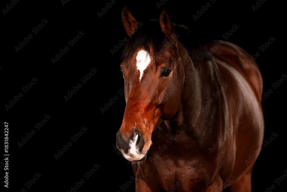 Fototapeta premium Horse, portraits, black, background, color, animal, studio, flash