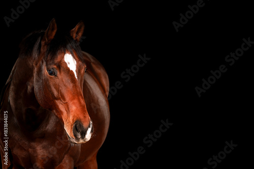 Horse, portraits, black, background, color, animal, studio, flash