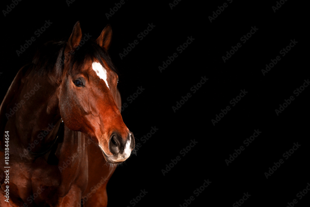Fototapeta premium Horse, portraits, black, background, color, animal, studio, flash