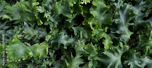 A lush, horizontal-oriented image of Phlebodium fern leaves creating a vibrant, natural pattern. Ideal for backgrounds, nature themes, and botanical illustrations.