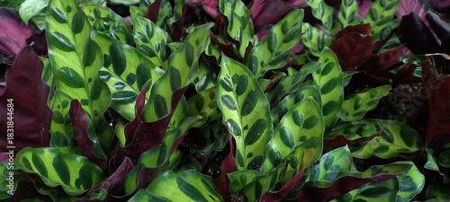 Horizontal image of Calathea plant leaves, showcasing vibrant green and deep purple foliage with intricate patterns. Perfect for nature and botanical themes.