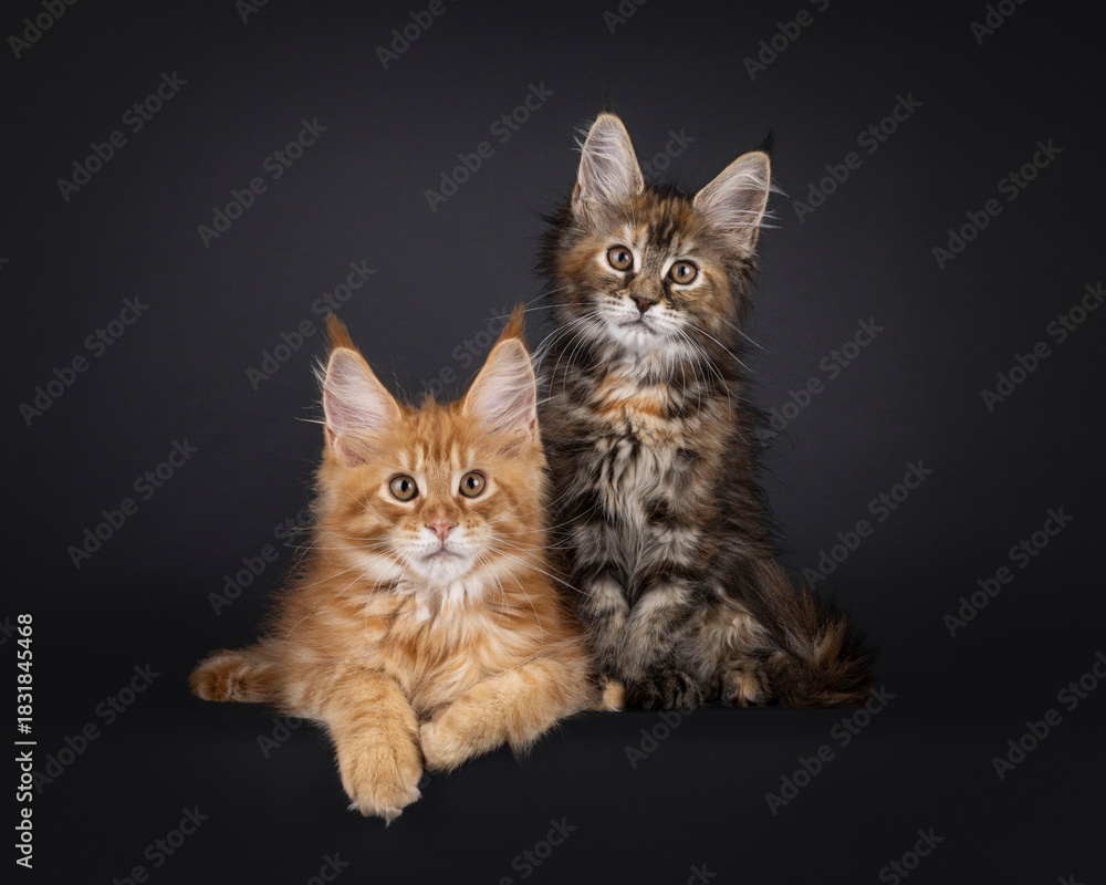 Obraz premium Black tortie and red Maine Coon cat kitten sitting and laying together. Looking straight to camera. Isolated on a black background