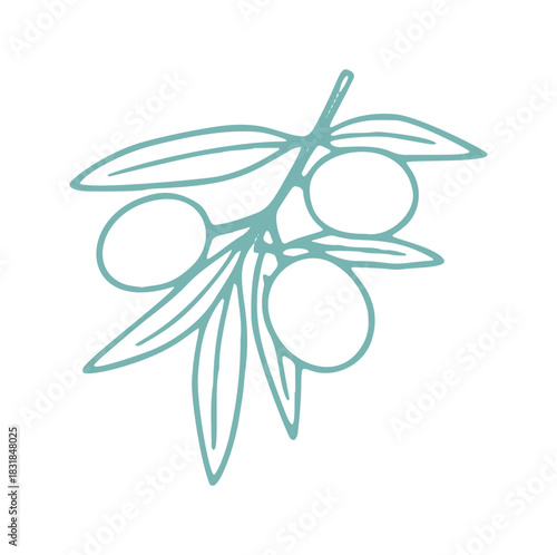 A vector illustration showcases a hand-drawn olive branch with olives and leaves, rendered as a simple line art icon.