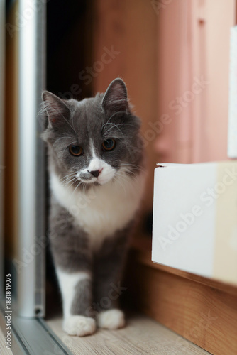 Curious gray and white cat peeking playfully from a shelf