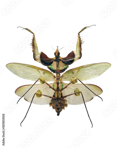 Devil's flower mantis showcases its striking appearance and detailed features while isolated against a plain background, emphasizing its distinct coloration and shape.