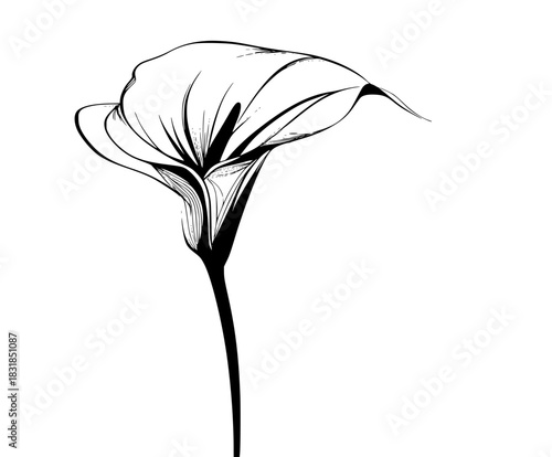 Elegant Black White Flower - Calla Lily Simple Border | Clean, isolated vector art for creative projects.